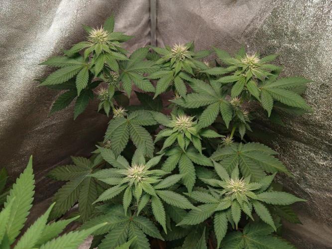 Black diamond [f]. Week 9
