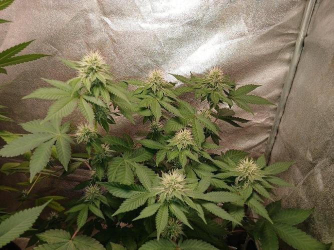 Black diamond [f]. Week 10