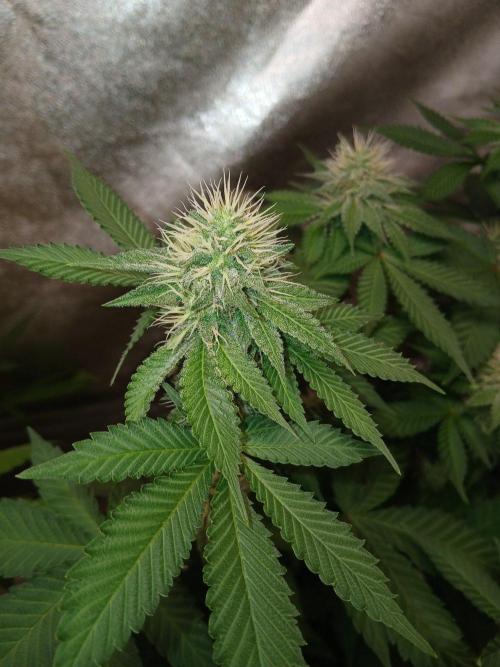 Black diamond [f]. Week 10