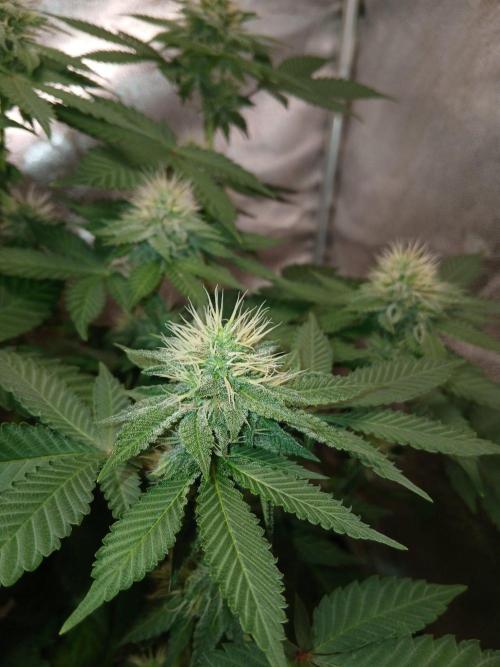 Black diamond [f]. Week 10