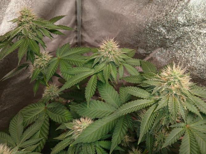 Black diamond [f]. Week 11
