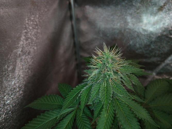 Black diamond [f]. Week 11