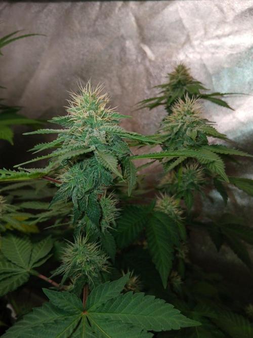 Black diamond [f]. Week 11