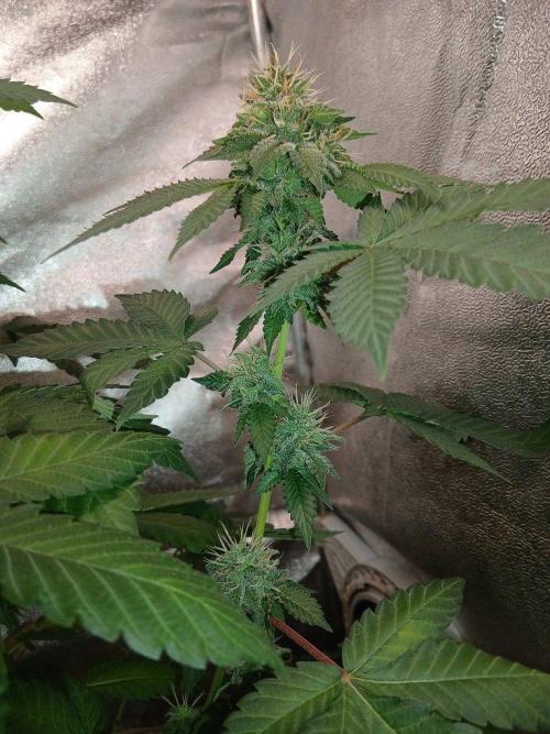 Black diamond [f]. Week 12
