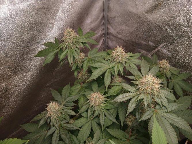 Black diamond [f]. Week 12