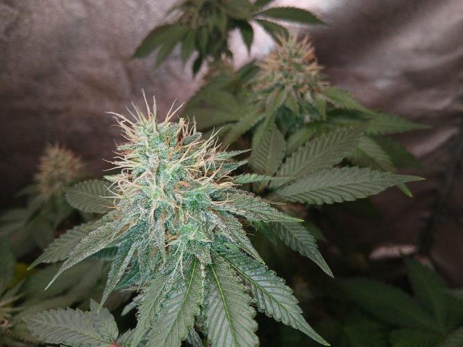 Black diamond [f]. Week 12
