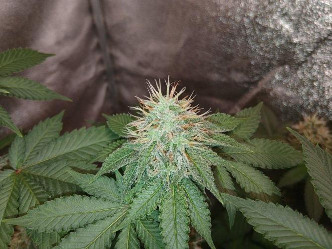 Black diamond [f]. Week 12
