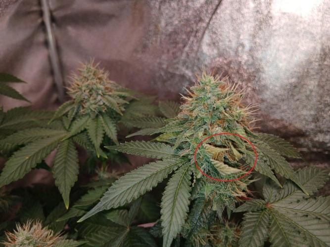 Black diamond [f]. Week 13