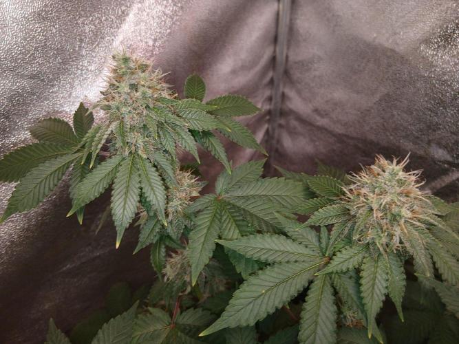 Black diamond [f]. Week 13