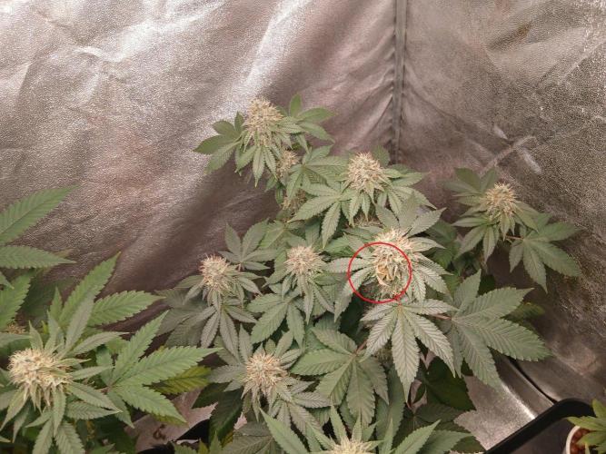 Black diamond [f]. Week 13