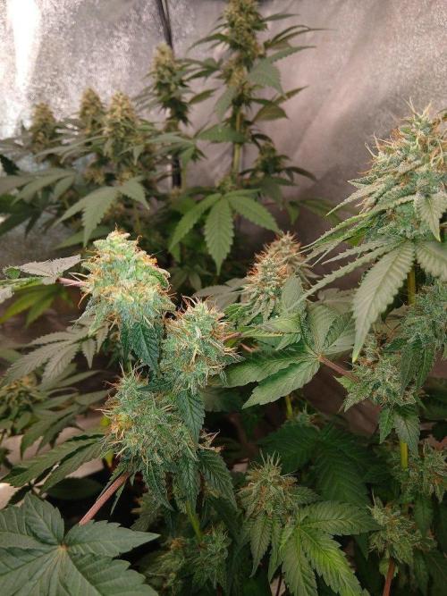 Black diamond [f]. Week 14 - Amputaded bud after budrot