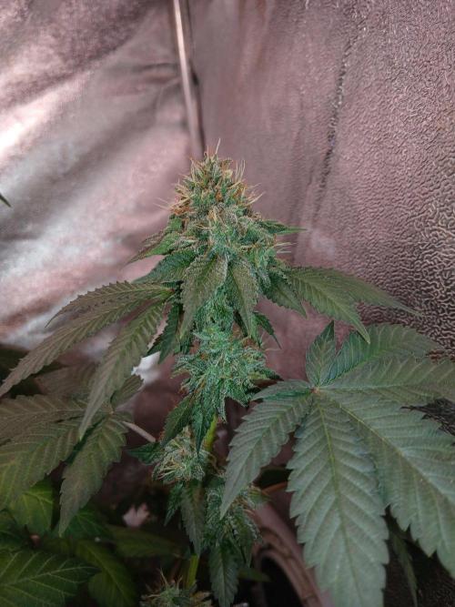 Black diamond [f]. Week 14