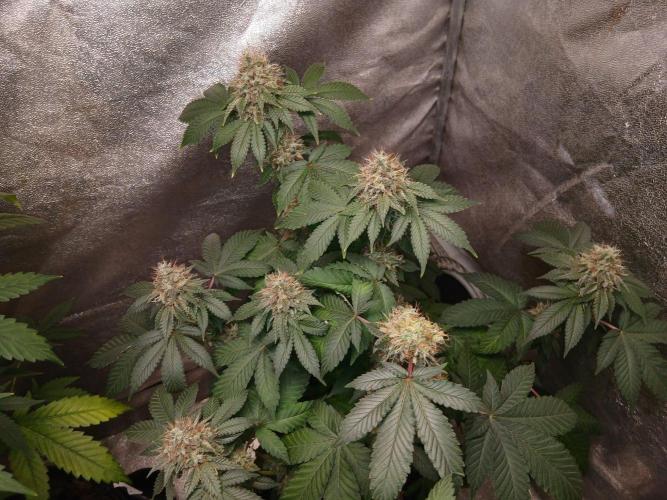 Black diamond [f]. Week 14