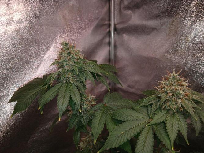 Black diamond [f]. Week 14