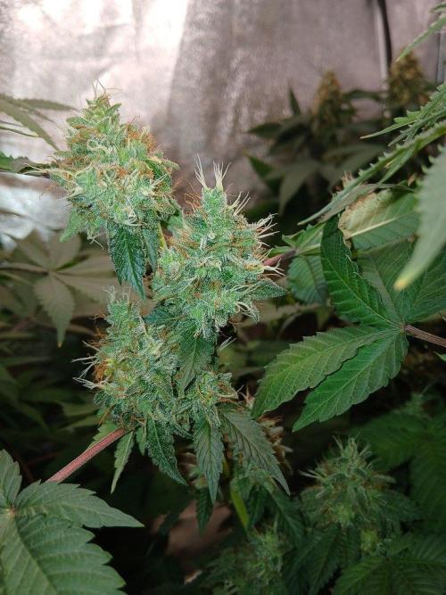 Black diamond [f]. Week 15