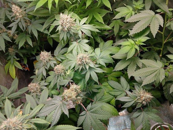 Black diamond [f]. Week 15
