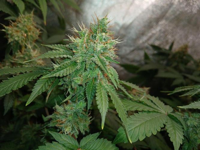 Black diamond [f]. Week 15