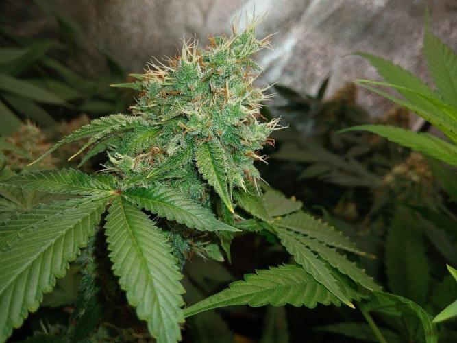Black diamond [f]. Week 15