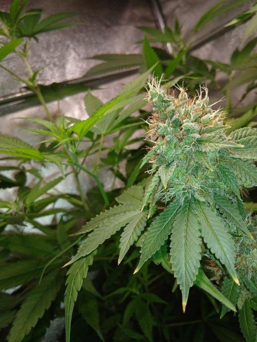 Black diamond [f]. Week 15