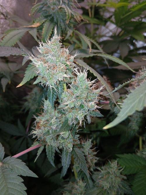 Black diamond [f]. Week 16