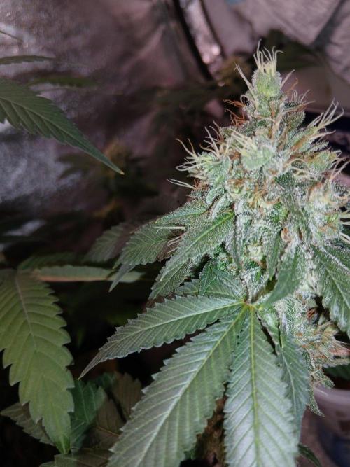 Black diamond [f]. Week 16