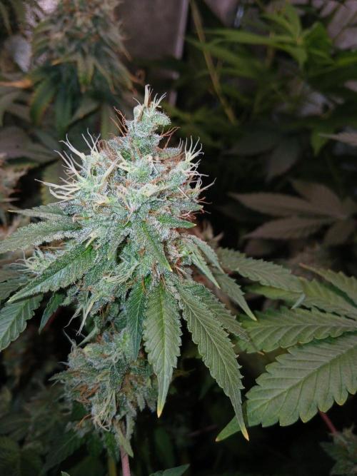 Black diamond [f]. Week 16