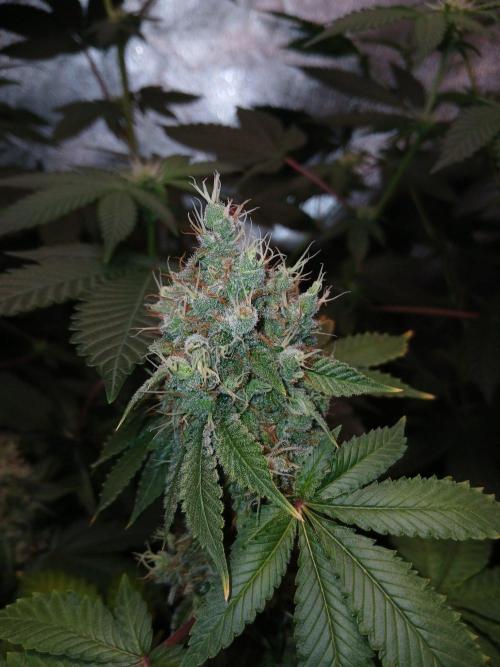 Black diamond [f]. Week 16