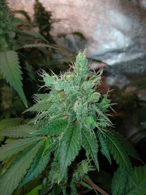 Black diamond [f]. Week 17