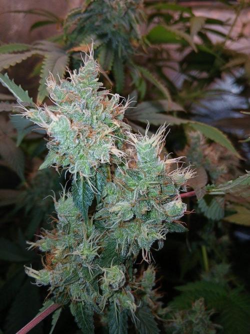 Black diamond [f]. Week 17