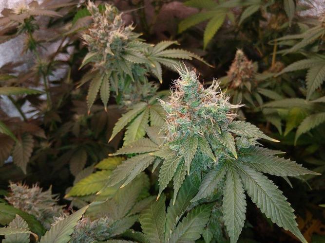 Black diamond [f]. Week 17
