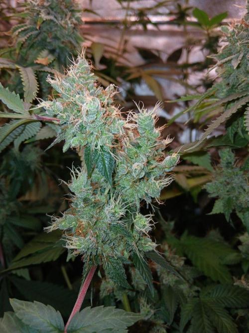 Black diamond [f]. Week 18