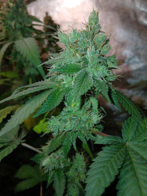 Black diamond [f]. Week 18