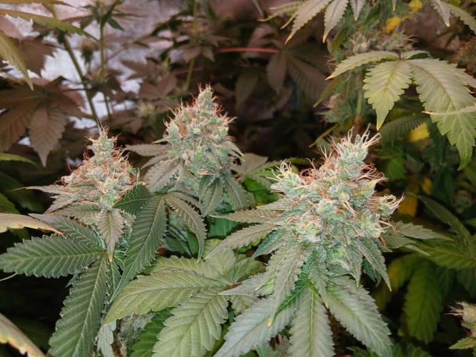 Black diamond [f]. Week 18
