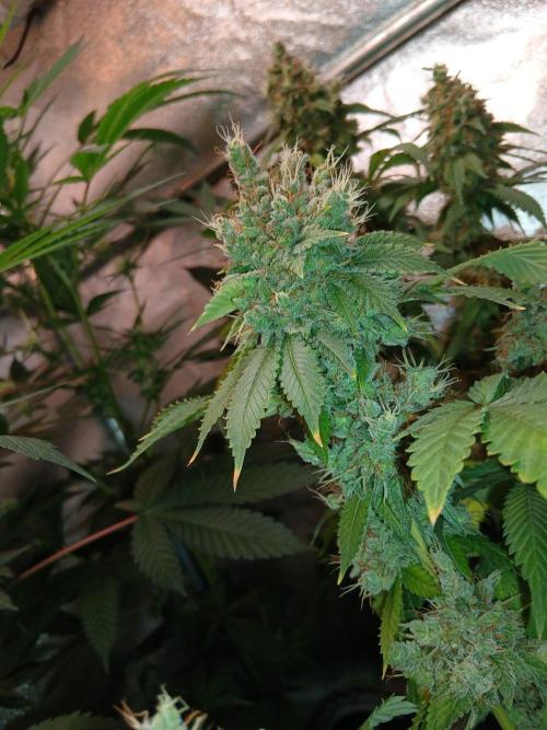 Black diamond [f]. Week 18