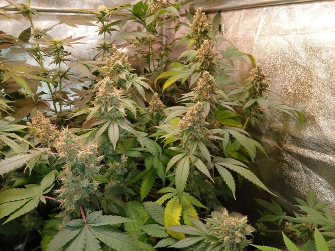 Black diamond [f]. Week 18