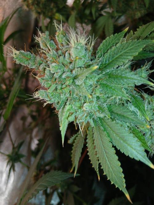 Black diamond [f]. Week 18