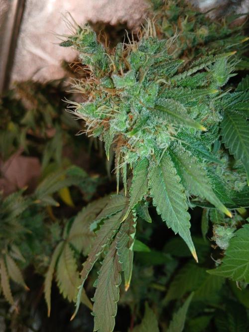 Black diamond [f]. Week 18