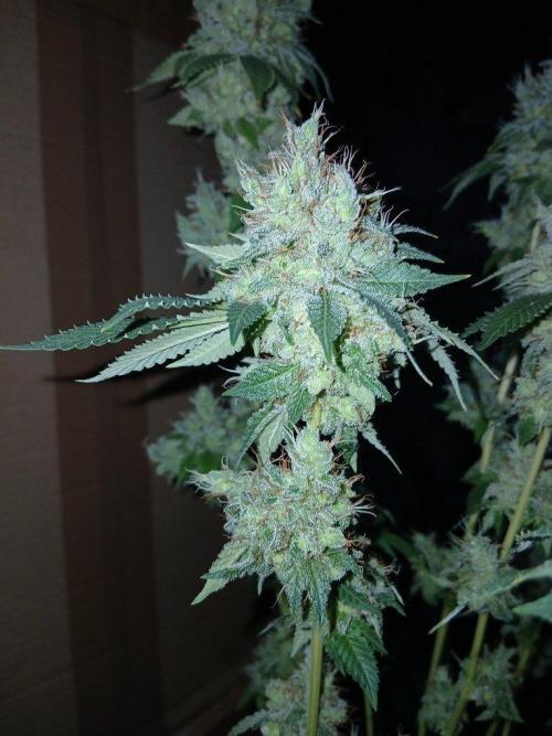 Black diamond [f]. Week 19