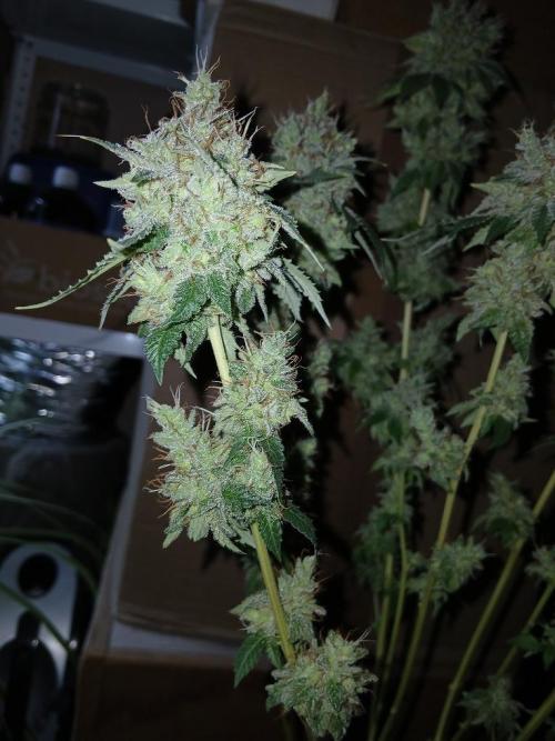 Black diamond [f]. Week 19