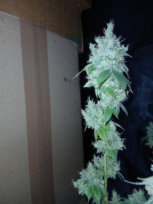 Black diamond [f]. Week 19