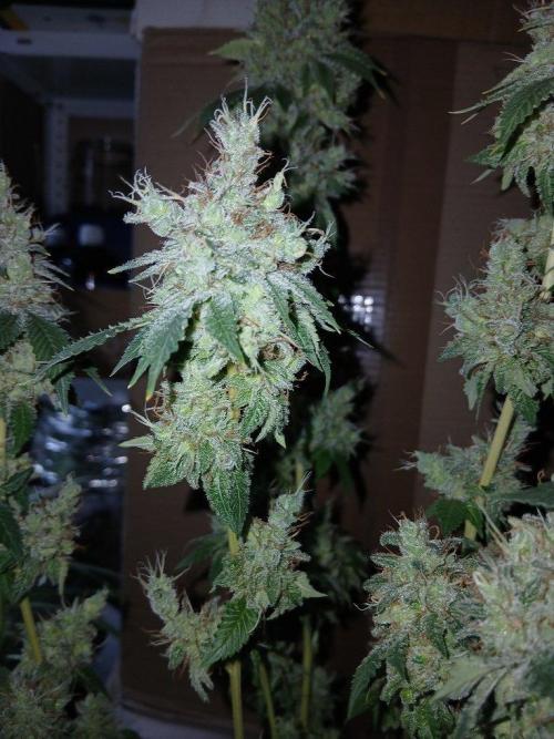 Black diamond [f]. Week 19