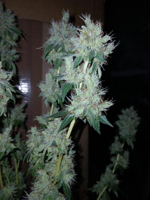 Black diamond [f]. Week 19