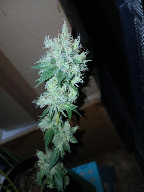 Black diamond [f]. Week 19