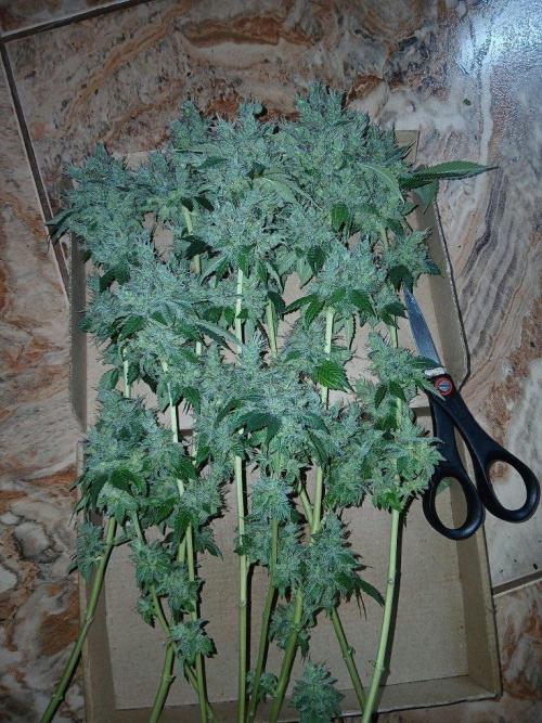 Black diamond [f]. Week 19