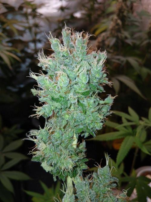 Black diamond [f]. Week 19