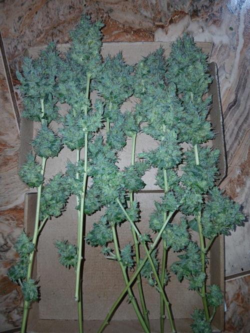 Black diamond [f]. Week 19