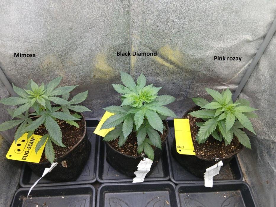 Mimosa [f]. Week 1