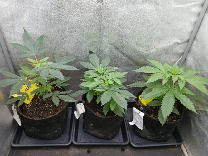 Mimosa [f]. Week 2