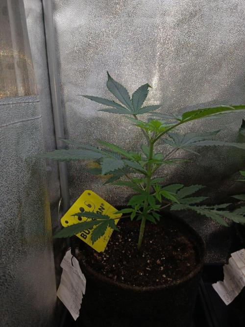 Mimosa [f]. Week 2