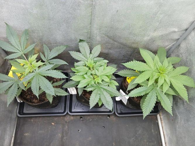 Mimosa [f]. Week 2